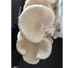 Mushroom Spawn bag 1.7kg  Pleurotus Ostreatus Queensland White Oyster - FREE SHIPPING